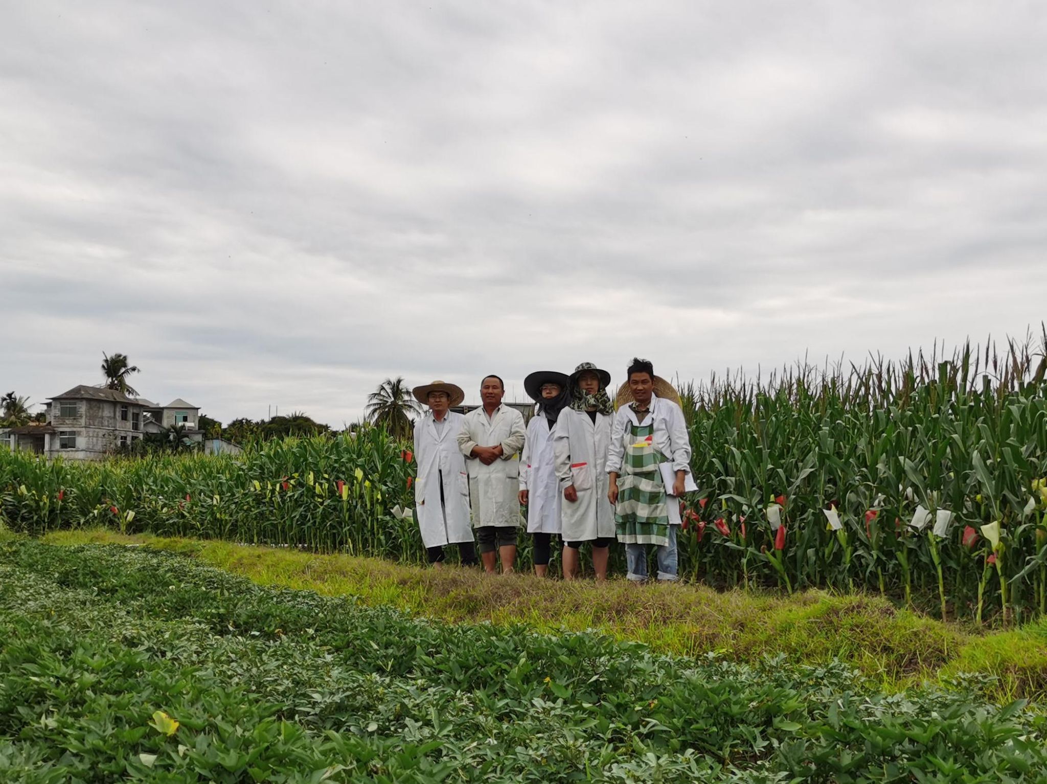科学家故事：为玉米装上“安农芯” 守护国家粮食安全